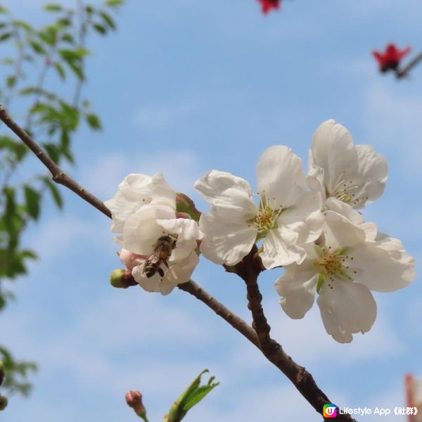 漫遊香港 - 天水圍公園散策 賞花相集