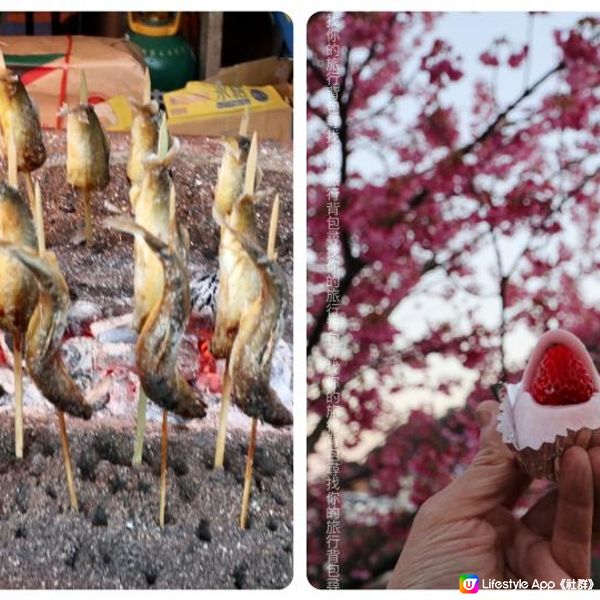 河津櫻，東京最早櫻花祭 酒店/景點/美食個人分享