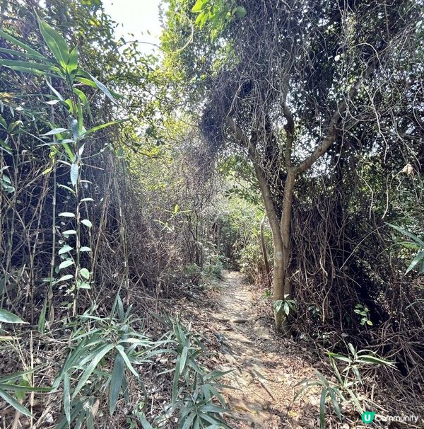 青衣「春花落」細山遠足｜超廣角美景打卡位｜2.5小時多元化路況：崎嶇山路、水泥平路、石級⋯ ⋯