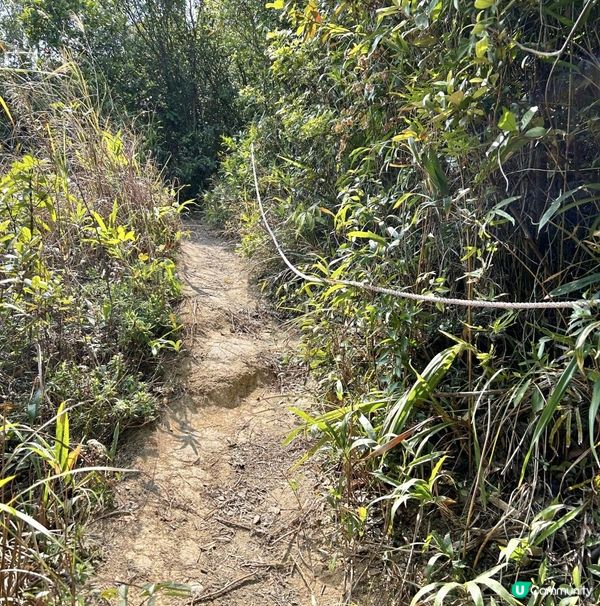 青衣「春花落」細山遠足｜超廣角美景打卡位｜2.5小時多元化路況：崎嶇山路、水泥平路、石級⋯ ⋯