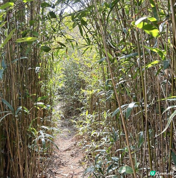 青衣「春花落」細山遠足｜超廣角美景打卡位｜2.5小時多元化路況：崎嶇山路、水泥平路、石級⋯ ⋯