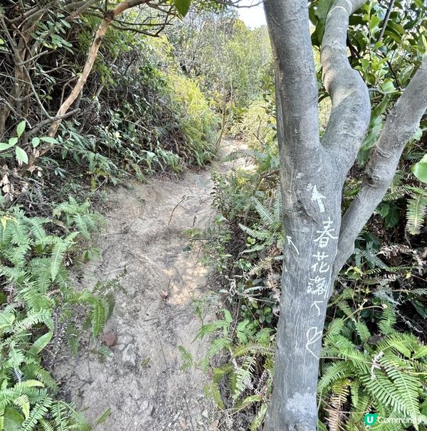 青衣「春花落」細山遠足｜超廣角美景打卡位｜2.5小時多元化路況：崎嶇山路、水泥平路、石級⋯ ⋯