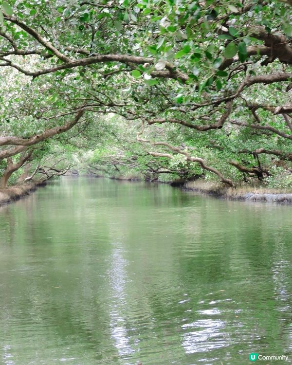 必去景點～台南四草綠色隧道