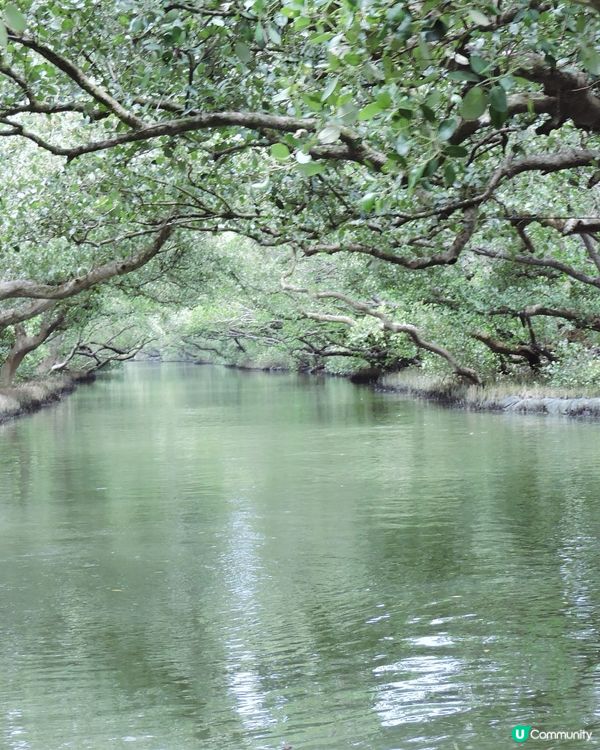 去台南～四草綠色隧道