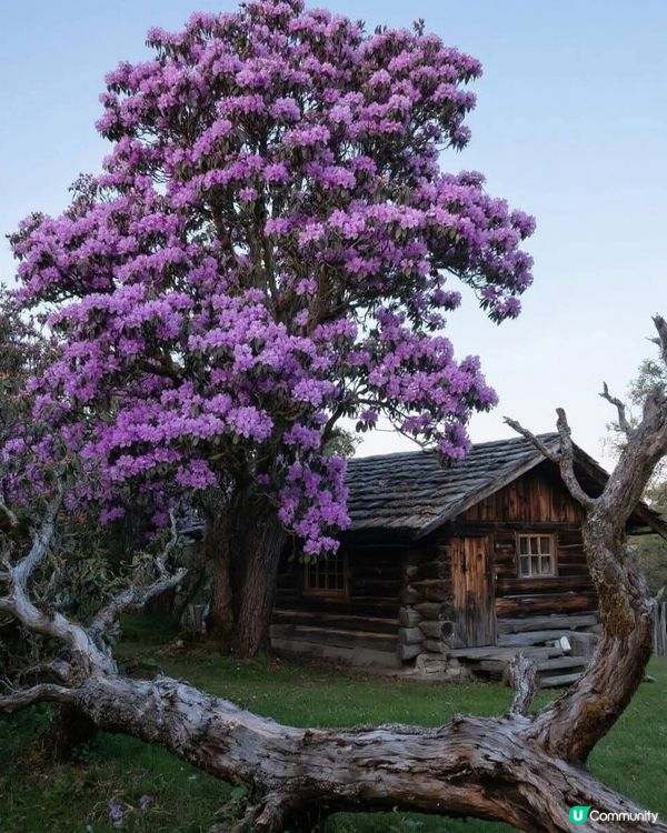 麗江🌺沙溪高山杜鵑