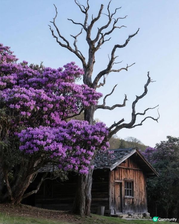 麗江🌺沙溪高山杜鵑