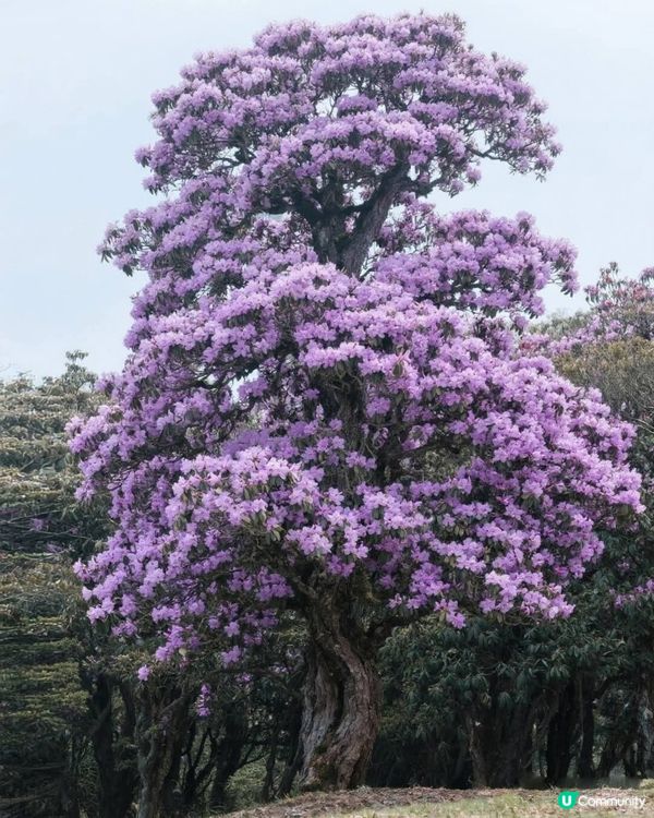 麗江🌺沙溪高山杜鵑
