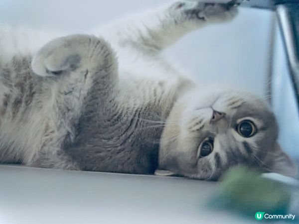 喵星人準備好！衝擊大銀幕🎬😼