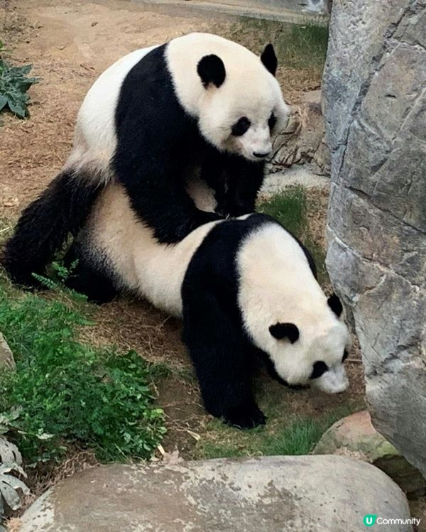 香港首對龍鳳熊貓BB‼️ 盈盈樂樂做新手爸媽🐼