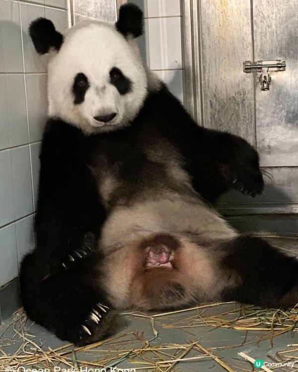香港首對龍鳳熊貓BB‼️ 盈盈樂樂做新手爸媽🐼