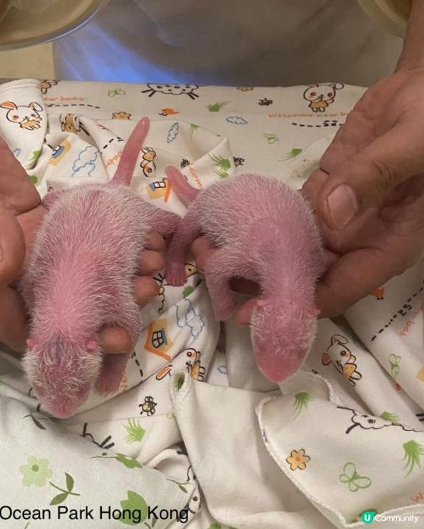 香港首對龍鳳熊貓BB‼️ 盈盈樂樂做新手爸媽🐼