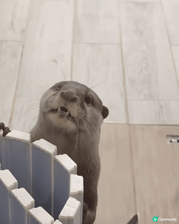 原宿水獺Cafe🌊 療癒又得意！✨