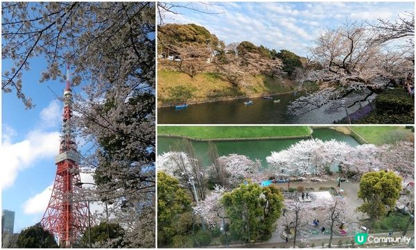 千鳥淵、飯田橋外濠公園、目黑川、還有……東京賞櫻勝地、私房景點7選