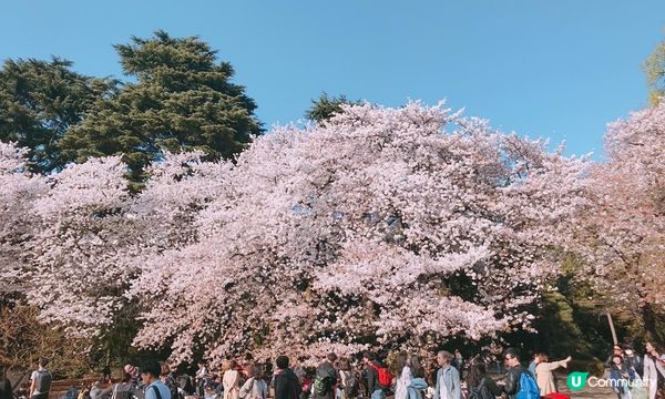 千鳥淵、飯田橋外濠公園、目黑川、還有……東京賞櫻勝地、私房景點7選