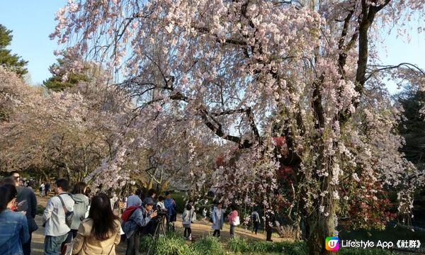 千鳥淵、飯田橋外濠公園、目黑川、還有……東京賞櫻勝地、私房景點7選