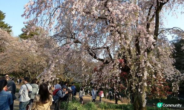 千鳥淵、飯田橋外濠公園、目黑川、還有……東京賞櫻勝地、私房景點7選