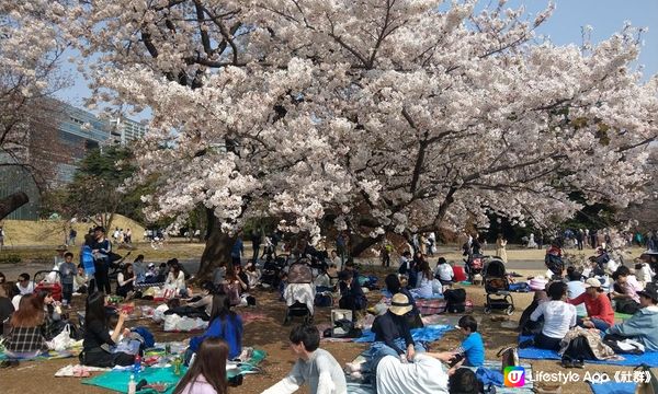 千鳥淵、飯田橋外濠公園、目黑川、還有……東京賞櫻勝地、私房景點7選