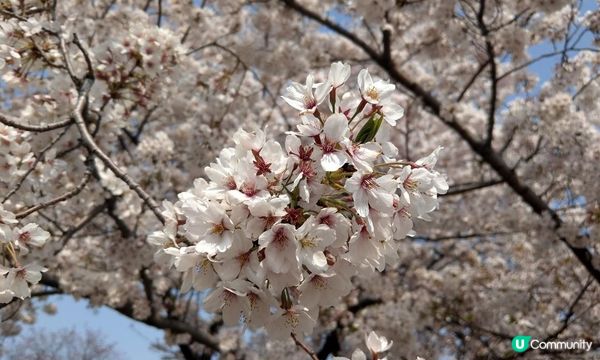 千鳥淵、飯田橋外濠公園、目黑川、還有……東京賞櫻勝地、私房景點7選