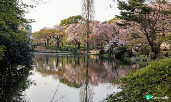 千鳥淵、飯田橋外濠公園、目黑川、還有……東京賞櫻勝地、私房景點7選