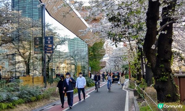千鳥淵、飯田橋外濠公園、目黑川、還有……東京賞櫻勝地、私房景點7選