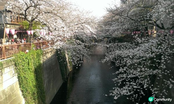 千鳥淵、飯田橋外濠公園、目黑川、還有……東京賞櫻勝地、私房景點7選