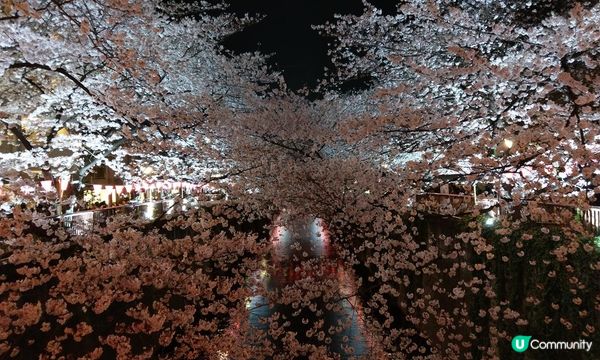 千鳥淵、飯田橋外濠公園、目黑川、還有……東京賞櫻勝地、私房景點7選
