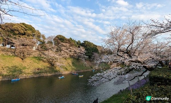 千鳥淵、飯田橋外濠公園、目黑川、還有……東京賞櫻勝地、私房景點7選