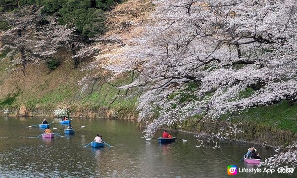 千鳥淵、飯田橋外濠公園、目黑川、還有……東京賞櫻勝地、私房景點7選