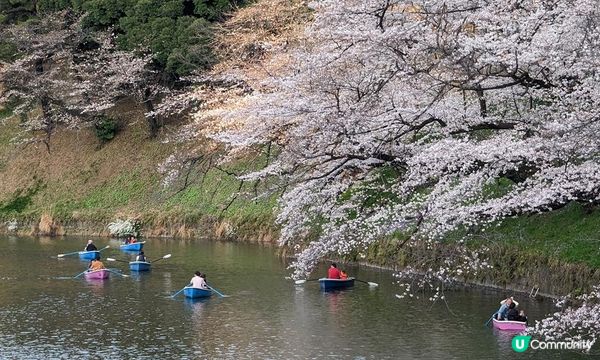 千鳥淵、飯田橋外濠公園、目黑川、還有……東京賞櫻勝地、私房景點7選