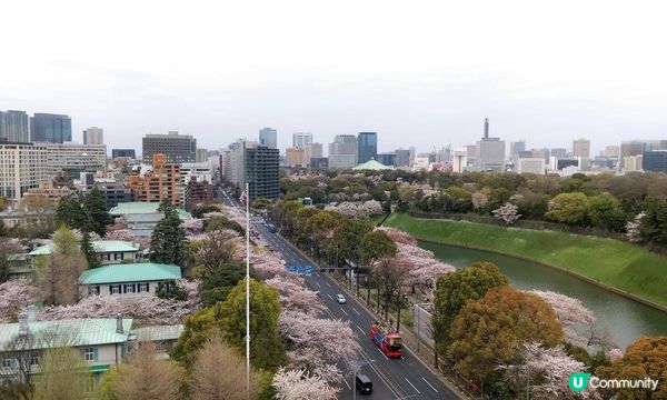 千鳥淵、飯田橋外濠公園、目黑川、還有……東京賞櫻勝地、私房景點7選