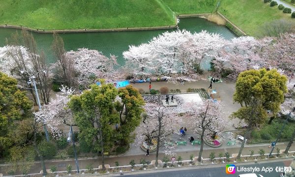 千鳥淵、飯田橋外濠公園、目黑川、還有……東京賞櫻勝地、私房景點7選