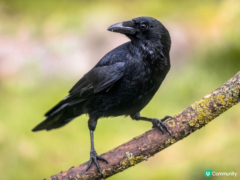 🐦‍⬛烏鴉同🦜鸚鵡 究竟邊種鳥類聰明的呢？