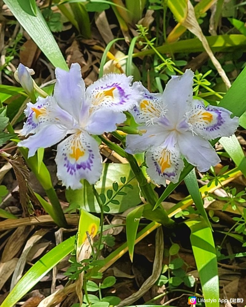 粉媟花，紫藤花