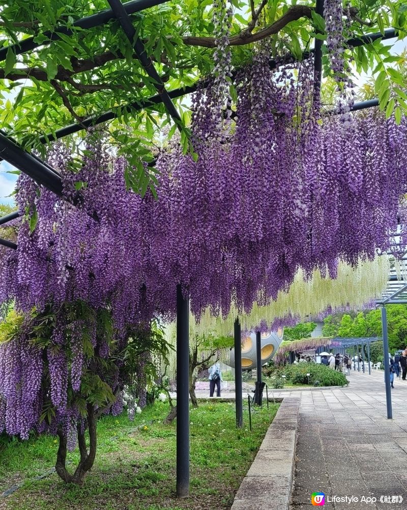 粉媟花，紫藤花