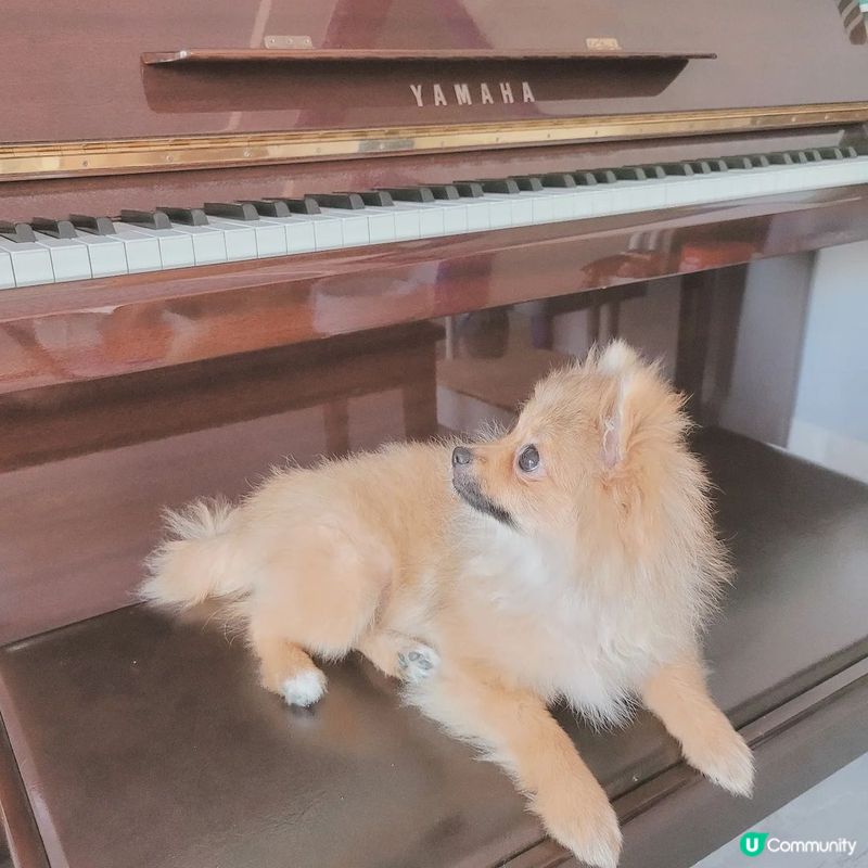 雖然我唔識彈琴🎹