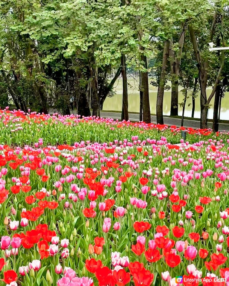 🌷深圳隱世莫奈花園🌷附最佳觀賞時間及交通詳情‼️