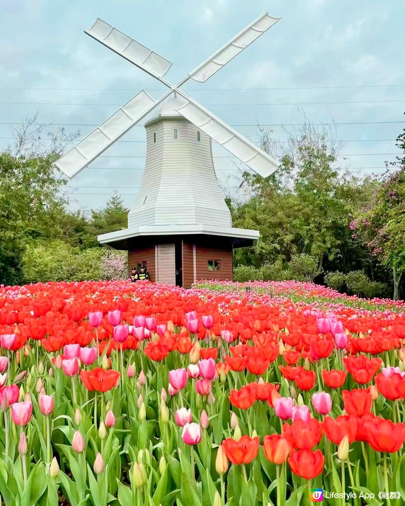 🌷深圳隱世莫奈花園🌷附最佳觀賞時間及交通詳情‼️