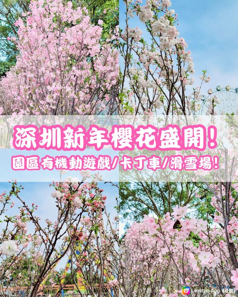 🌸深圳新年櫻花節 園區仲有機動遊戲/卡丁車/滑雪玩‼️