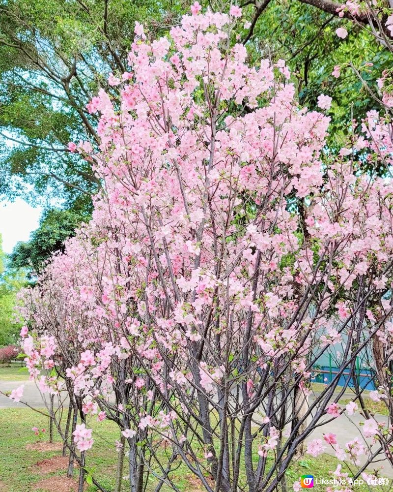 🌸深圳新年櫻花節 園區仲有機動遊戲/卡丁車/滑雪玩‼️