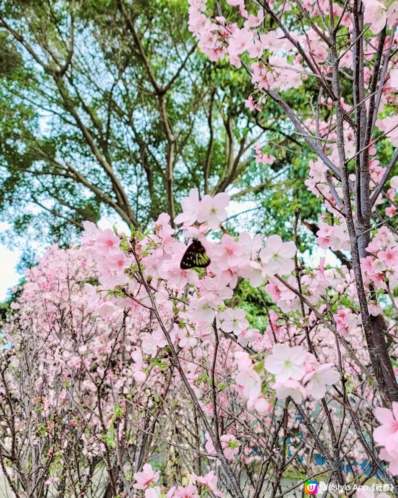 🌸深圳新年櫻花節 園區仲有機動遊戲/卡丁車/滑雪玩‼️