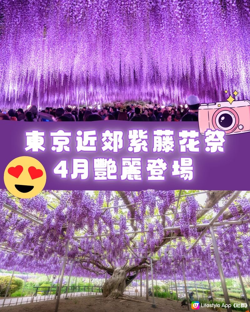 紫藤花4月東京接力盛開💜全日本唯一獲評世界10大夢幻旅遊景點