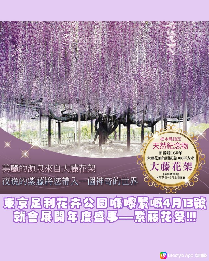 紫藤花4月東京接力盛開💜全日本唯一獲評世界10大夢幻旅遊景點