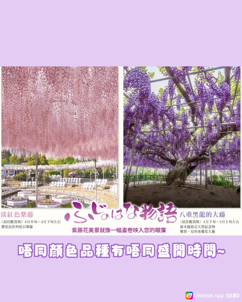 紫藤花4月東京接力盛開💜全日本唯一獲評世界10大夢幻旅遊景點