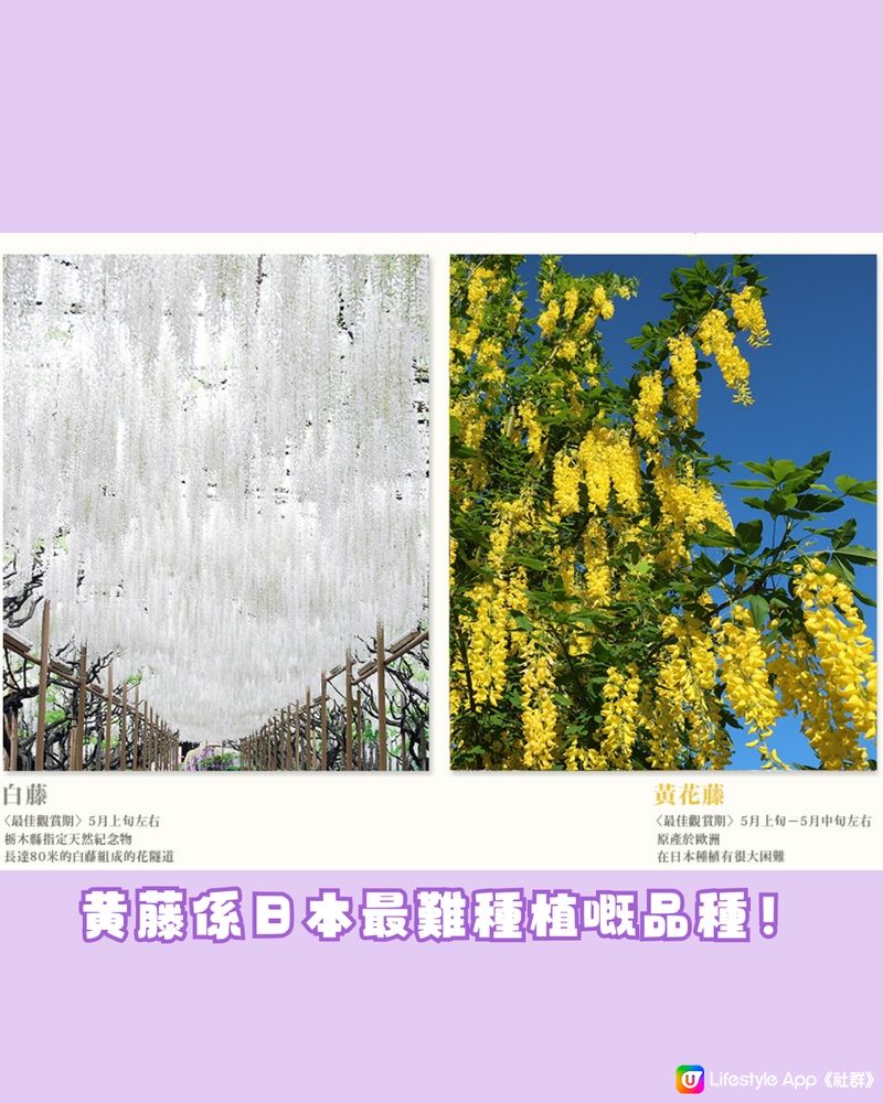 紫藤花4月東京接力盛開💜全日本唯一獲評世界10大夢幻旅遊景點