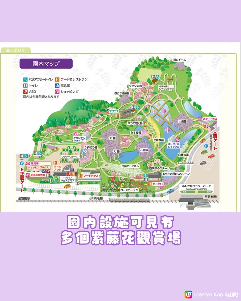 紫藤花4月東京接力盛開💜全日本唯一獲評世界10大夢幻旅遊景點