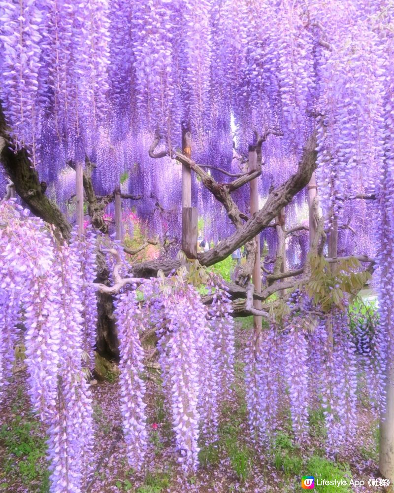 紫藤花4月東京接力盛開💜全日本唯一獲評世界10大夢幻旅遊景點