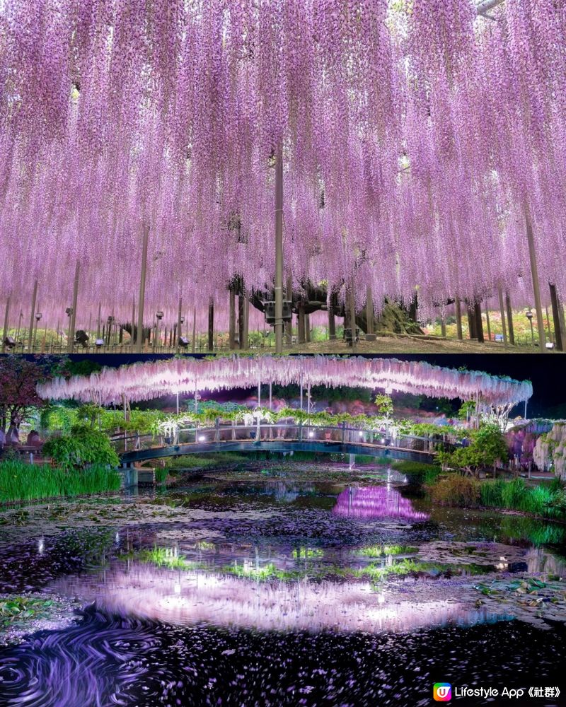 紫藤花4月東京接力盛開💜全日本唯一獲評世界10大夢幻旅遊景點