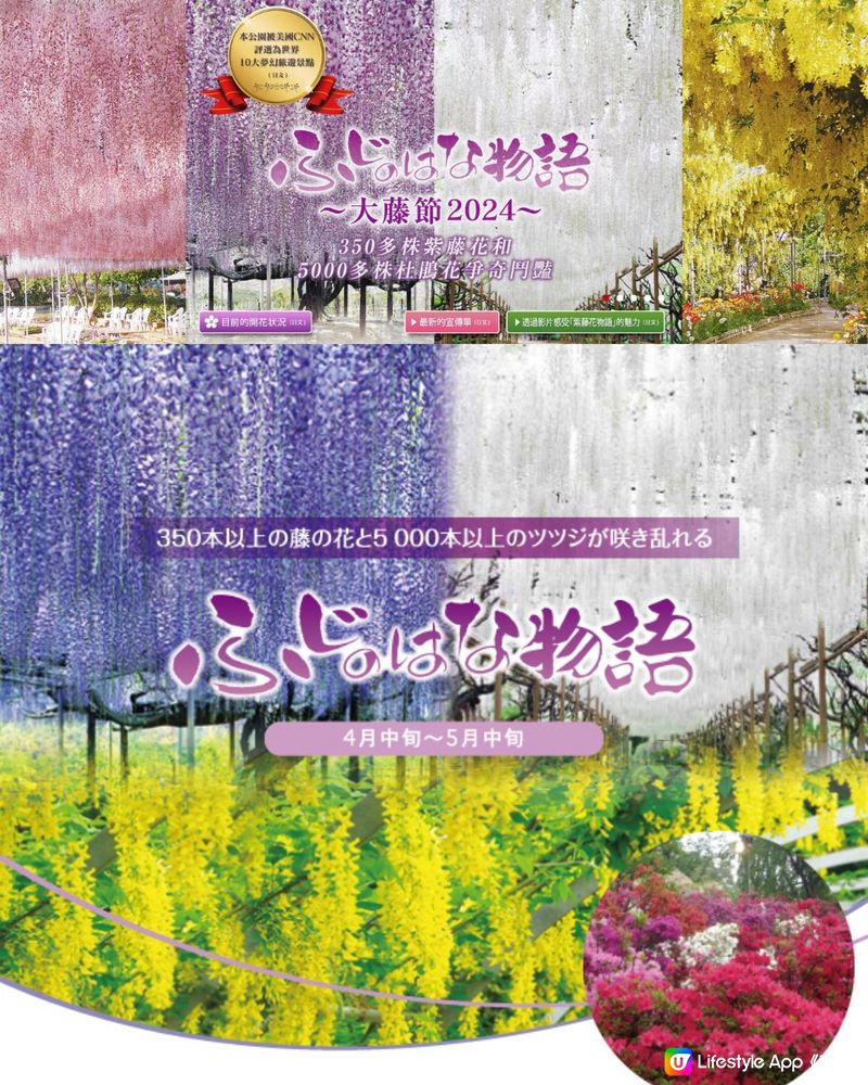 紫藤花4月東京接力盛開💜全日本唯一獲評世界10大夢幻旅遊景點