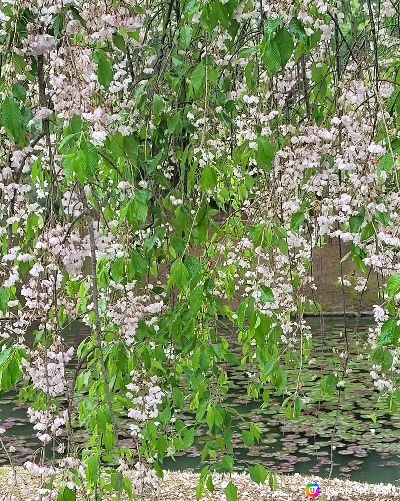 雨中漫遊平等院