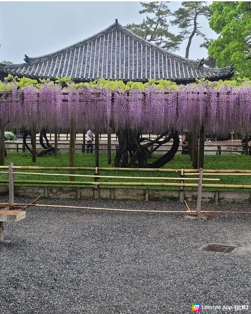 雨中漫遊平等院